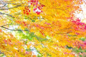 lönnträd på hösten foto