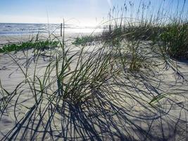 bakgrundsbelyst gräs i sand bredvid vatten vid Daytona Beach, Florida foto