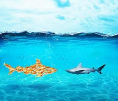 stor haj tillverkad av guldfiskar. begrepp av enhet är styrka, lagarbete och partnerskap foto