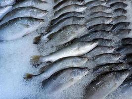 färsk fisk på is hylla på market.display för försäljning i is fylld på mataffär. den är en snäll av sötvatten fisk den där är i vanliga fall uppfödda som en mat tillförsel. foto