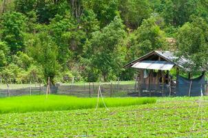 skönhet naturskön lantbruk landskap, lantbruk landsbygden nordlig thailand foto