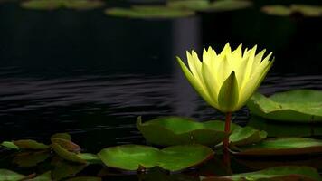 lotus blommor och löv på sjö vatten foto