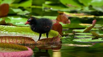 lotus blommor och löv på sjö vatten och bebis Anka foto