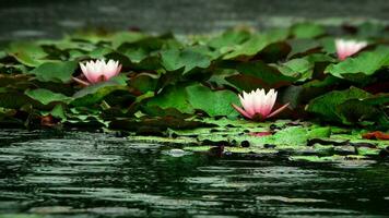 lotus blommor och löv på sjö vatten foto