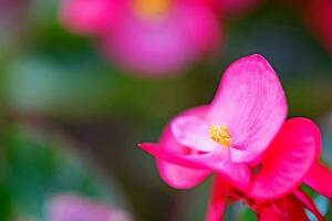 stänga upp makro rosa blomma foto