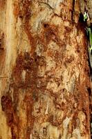 de termiter ha uppäten de träd trunk. foto