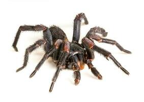 thai tarantel haplopelma albostriatum foto