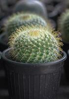 liten kaktus i en kruka foto