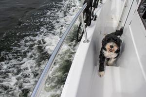 portugisiska vatten hund på en båt foto