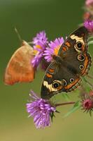 Hästkastanj fjäril på ny England aster blomma foto