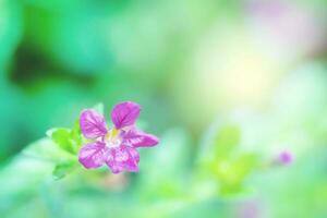 närbild rosa blomma av grön löv på fläck för natur bakgrund foto
