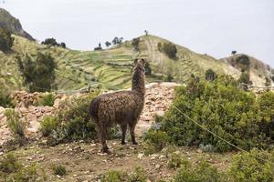 isla del sol på Titicacasjön i Bolivia foto