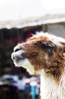 lama på gatan i Cusco, Peru foto