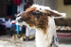 lama på gatan i Cusco, Peru foto