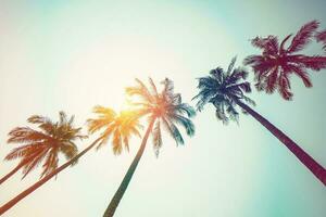 kokos handflatan träd på strand och solljus med årgång tonad effekt. foto