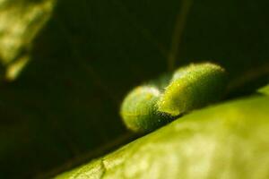 grön larv på blad foto