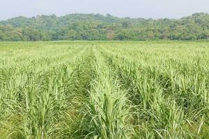sockerrör tidigt tillväxt fält foto