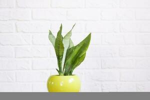 sansevieria Månsken är en användbar medicinsk växt i interiör på vitt tegel vägg. inlagd hus växter, grön Hem dekor, vård och odling foto