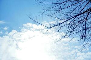 se upp se och silhuett av träd grenar på ljus blå himmel och Sol ljus med bomull vit moln bakgrund. foto