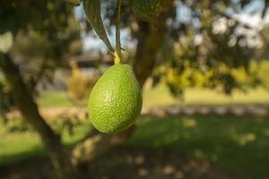 grön avokado frukt hängande från de träd i närbild mot bakgrund av defocused löv på en solig dag. foto