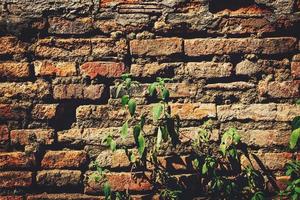 cement tegel vägg av ett åldring byggnad med växande grön växter foto