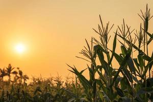 majs växt och solnedgång på fält foto
