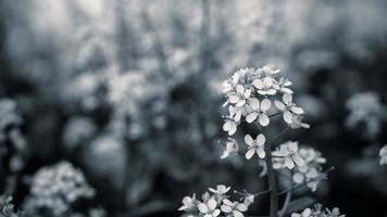 stänga upp senap blomma med svart och vit Färg. foto