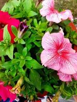 petunia blommor fri Foto