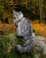 närbild av en sibirisk katt Sammanträde på en mossiga sten, ser på de situation runt om de skog. foto