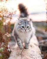 närbild av en sibirisk katt tar ett kväll promenad i de skog, graciös och fri. foto