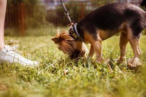 en flicka är gående med en hund i de parkera. yorkshire terrier foto