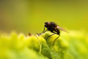 flyga flyga närbild. en flyga på en blad foto