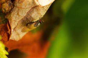 flyga flyga närbild. en flyga på en blad foto