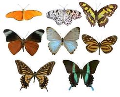 av bild samling av färgrik fjärilar av annorlunda storlekar foto