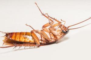 insekt kackerlacka isolerad foto