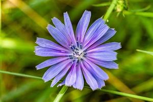 skönhet vild växande blomma cikoria vanlig på bakgrund äng foto