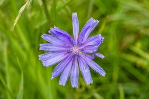 skönhet vild växande blomma cikoria vanlig på bakgrund äng foto