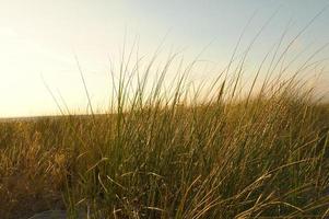 gräs på en dyn på de kust på solnedgång. natur Foto under en vandra på de baltic hav