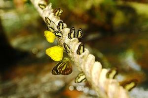 många färgrik fjäril på de rep med vattenfall bakgrund. amathusiidae, grupp av insekt i natur och skön av djur- liv med vatten bakgrund. foto