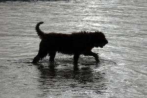 hund i de hav vatten spelar på en sommarens dag foto