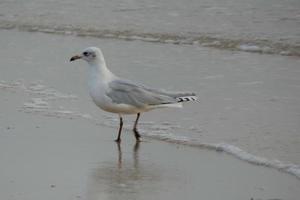 oiseaux solitärer sur le sobel- de la plage foto