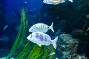 akvarium se med fiskar foto