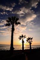 palmer och solnedgång foto