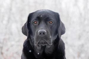 ung hund i vinter. porträtt av en labrador retriever i snöig väder. foto