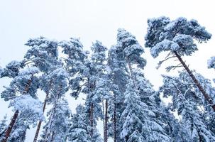 snötäckta träd i vinterskogen