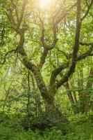 mossatäckt träd i en skog foto