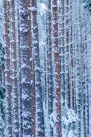 snötäckta träd i vinterskogen