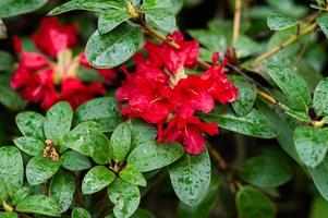 blommande buskar med ljus rosa blommor, rosa rhododendron foto