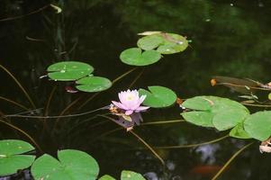 en rosa vatten lilja blomma flyter i en damm Nästa till runda grön löv foto