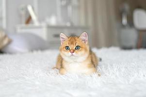 en små rödhårig brittiskt kattunge är liggande på en vit filt i de rum foto